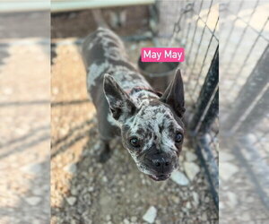 May May aka Ellie Mae - Female French Bulldog Dog for Adoption - Photo #3