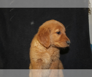 Golden Retriever Puppy for sale in WILEY, CO, USA