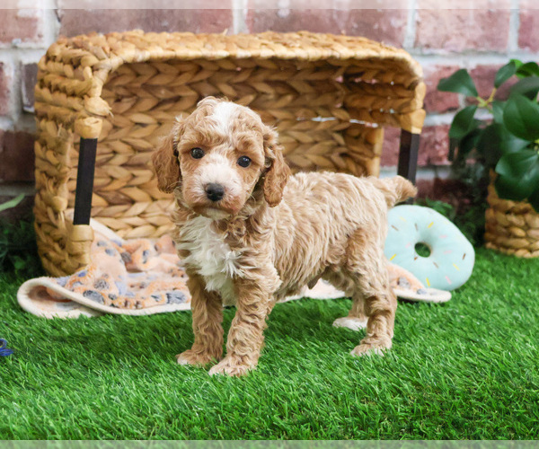 Medium Photo #19 Poodle (Miniature) Puppy For Sale in SYRACUSE, IN, USA