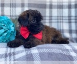Small Photo #12 Shih-Poo Puppy For Sale in LAKELAND, FL, USA