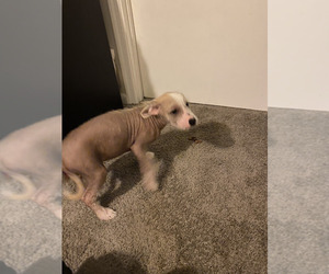 Alaskan Husky-Chinese Crested Mix Puppy for sale in VIRGINIA BEACH, VA, USA