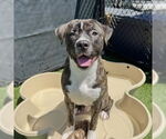 Small #1 Staffordshire Bull Terrier Mix