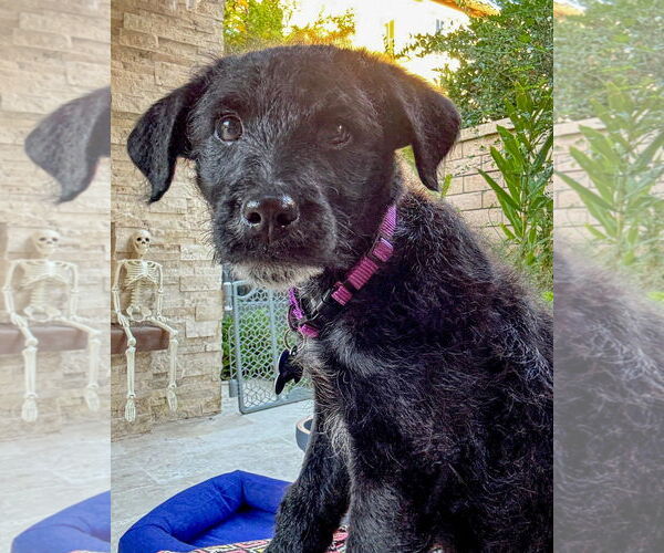 Medium Photo #3 Poodle (Standard)-Unknown Mix Puppy For Sale in Corona, CA, USA