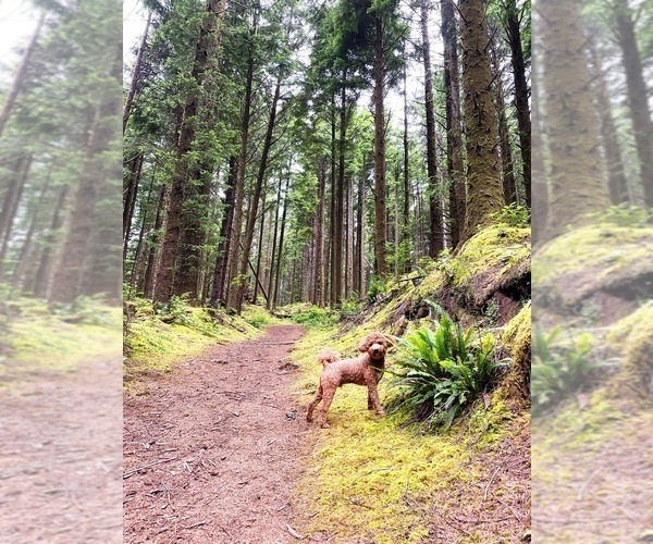 Medium Photo #1 Goldendoodle (Miniature) Puppy For Sale in DALLAS, OR, USA