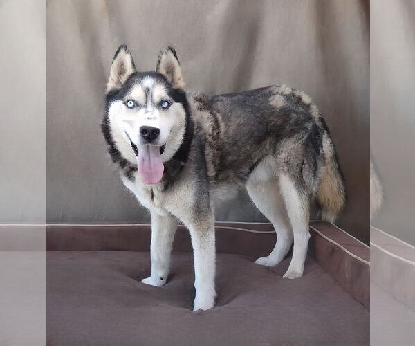 Medium Photo #2 - Mix Puppy For Sale in Pasadena, CA, USA