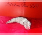 Small #2 American Bully