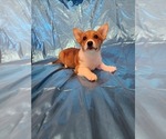 Small Photo #2 Pembroke Welsh Corgi Puppy For Sale in WINDSOR, CO, USA