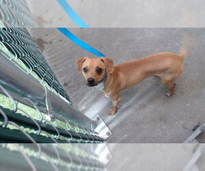 Chihuahua Dogs for adoption in Downey, CA, USA