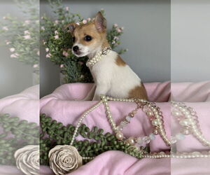 Chihuahua-Unknown Mix Dogs for adoption in Plainfield, IL, USA