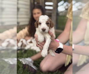 Goldendoodle (Miniature) Puppy for Sale in FREDERICA, Delaware USA