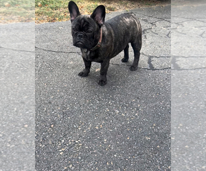 French Bulldog Puppy for sale in NAUGATUCK, CT, USA