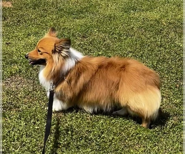 Medium Photo #1 American Corgi Puppy For Sale in MOUNDVILLE, AL, USA