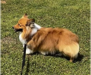 Father of the American Corgi puppies born on 02/21/2026