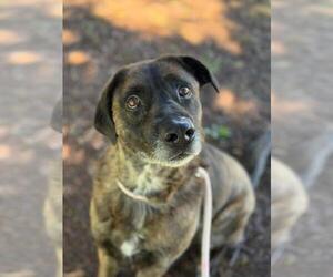 American Staffordshire Terrier-Eurasier Mix Dogs for adoption in Front Royal, VA, USA