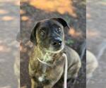 Small American Staffordshire Terrier-Eurasier Mix