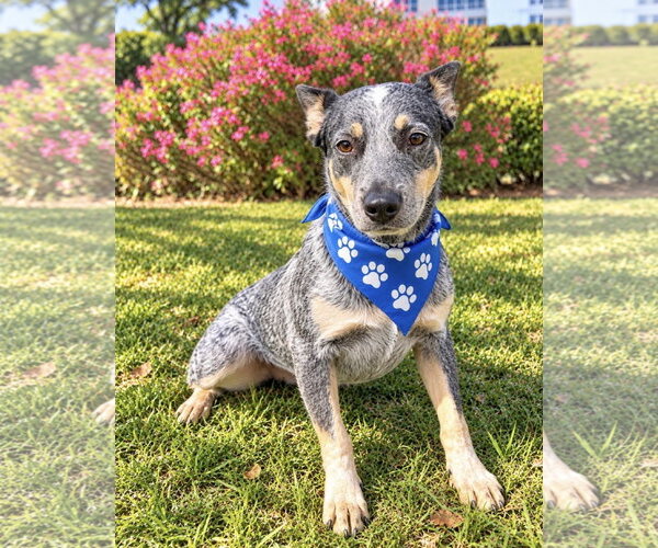 Medium Photo #4 Mutt Puppy For Sale in Euless, TX, USA