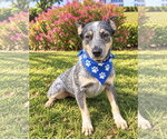 Small Photo #4 Mutt Puppy For Sale in Euless, TX, USA