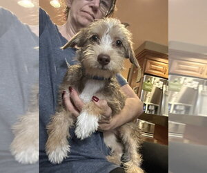 Mutt Dogs for adoption in San Diego , CA, USA