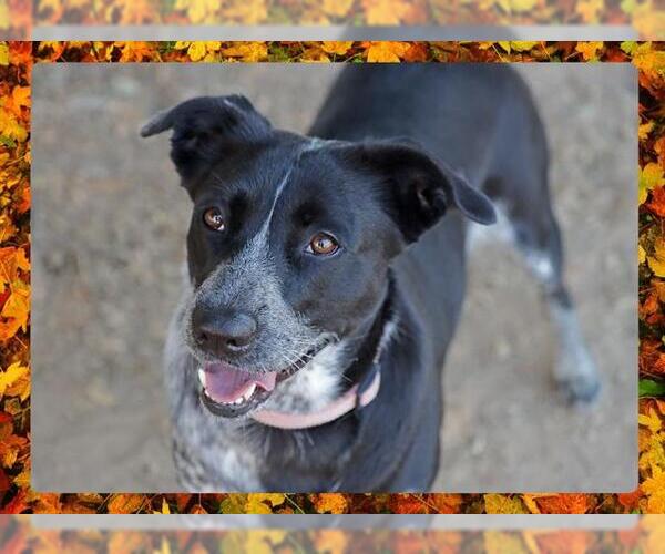 Medium Photo #2 Mutt Puppy For Sale in Ojai, CA, USA