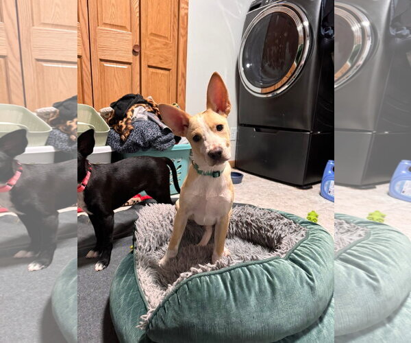 Medium Photo #5 Mutt Puppy For Sale in New London, WI, USA