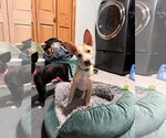 Small #4 Mutt