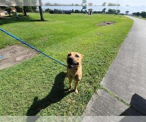 German Shepherd Dog-Unknown Mix Dogs for adoption in Houston, TX, USA