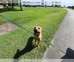Small German Shepherd Dog Mix