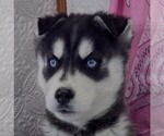 Small #2 Siberian Husky