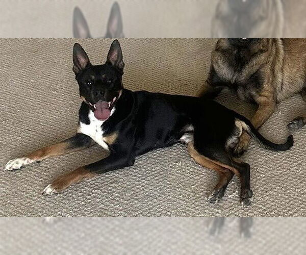 Medium Photo #1 Mutt Puppy For Sale in Candler, NC, USA