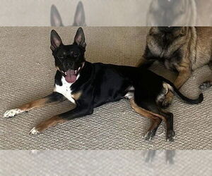 Mutt Dogs for adoption in Candler, NC, USA