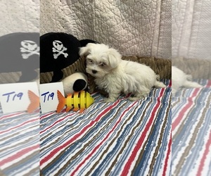 Maltese Puppy for sale in HOPKINSVILLE, KY, USA