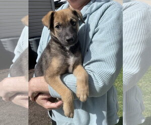 Chihuahua-Unknown Mix Dogs for adoption in Virginia Beach, VA, USA