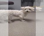 Small Maltese Mix