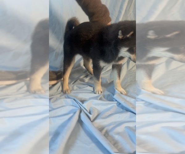 Medium Photo #5 Pomsky-Shiba Inu Mix Puppy For Sale in NASHUA, NH, USA