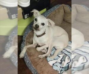 Chihuahua-Unknown Mix Dogs for adoption in San Antonio, TX, USA