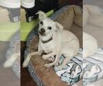 Small Chihuahua Mix