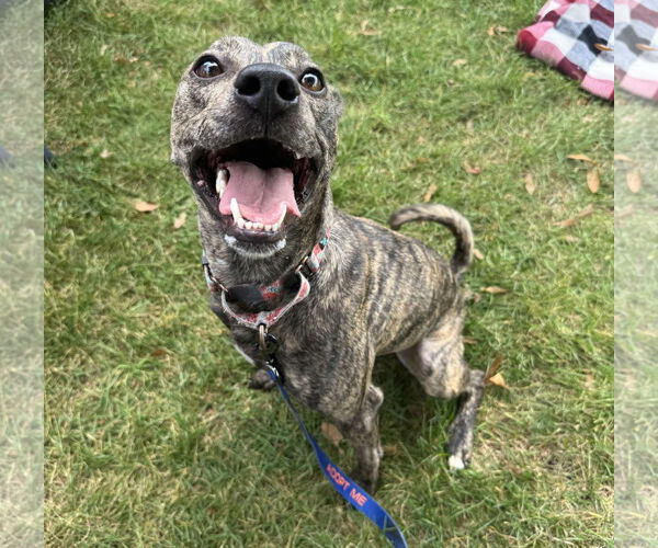 Medium Photo #5 Mountain Cur-Whippet Mix Puppy For Sale in Brooklyn Center, MN, USA