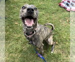 Small #4 Mountain Cur-Whippet Mix
