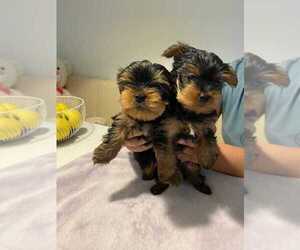 Yorkshire Terrier Puppy for sale in SAN FRANCISCO, CA, USA