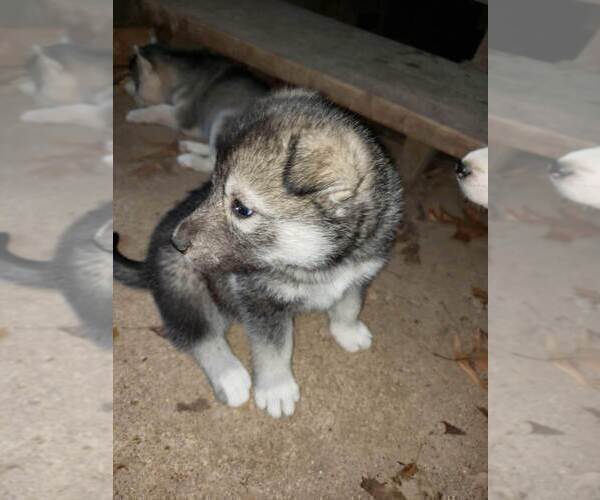 Medium Photo #3 Wolf Hybrid Puppy For Sale in HARRISON, AR, USA