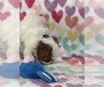 Small #4 Cavapoo