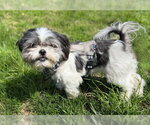 Small #1 Shih Tzu