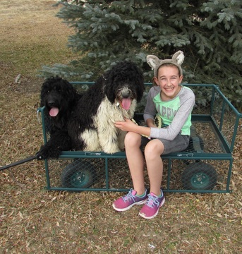 Medium Photo #1 Goldendoodle Puppy For Sale in CALHAN, CO, USA
