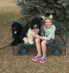 Small Photo #1 Goldendoodle Puppy For Sale in CALHAN, CO, USA