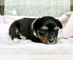 Small Photo #3 Miniature Australian Shepherd Puppy For Sale in BEATTY, OR, USA
