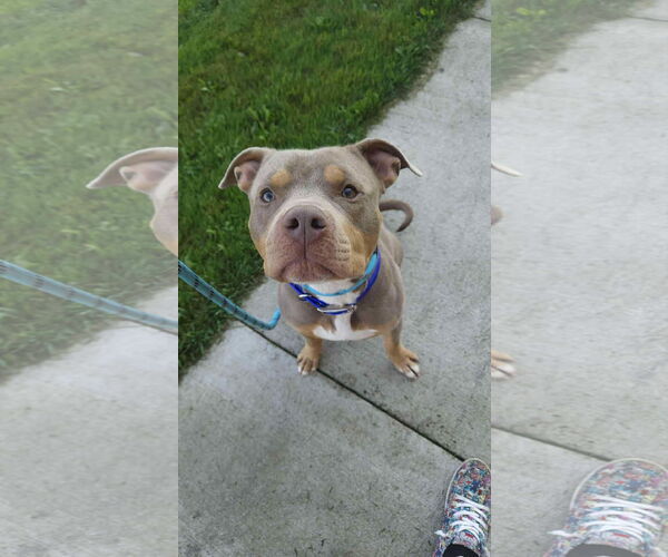 Medium Photo #6 American Pit Bull Terrier-American Staffordshire Terrier Mix Puppy For Sale in Duluth, MN, USA