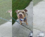 Small #5 American Pit Bull Terrier-American Staffordshire Terrier Mix