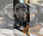 Small Rottweiler
