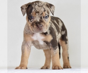 American Bully Puppy for sale in DE LEON SPRINGS, FL, USA