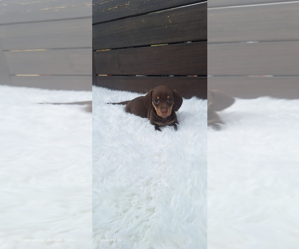 Medium Photo #6 Dachshund Puppy For Sale in TWENTYNINE PALMS, CA, USA